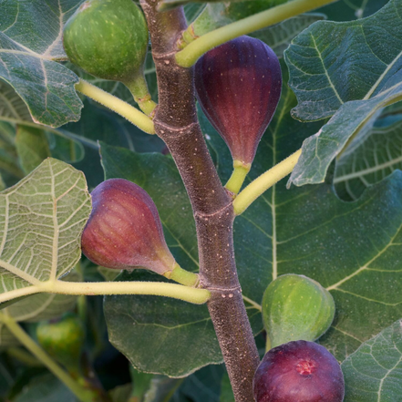 dark purple-brown fig fruit on fig tree