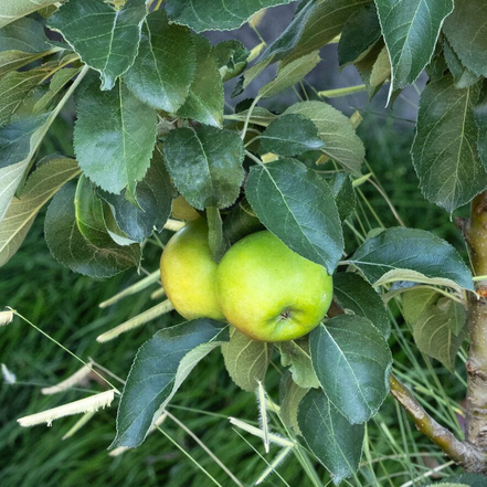 green apples on small apple tree