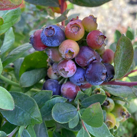 blueberries ripen on a blueberry shrub