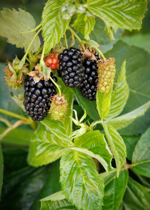 blackberries growing on shrub