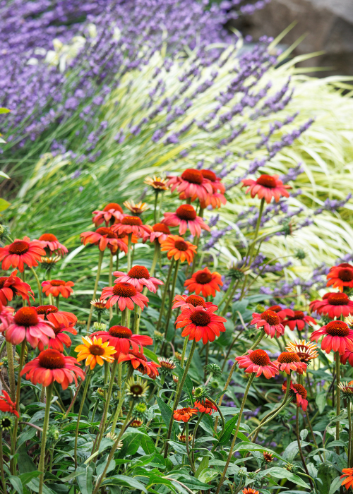 red coneflowers in front of purple russian sage