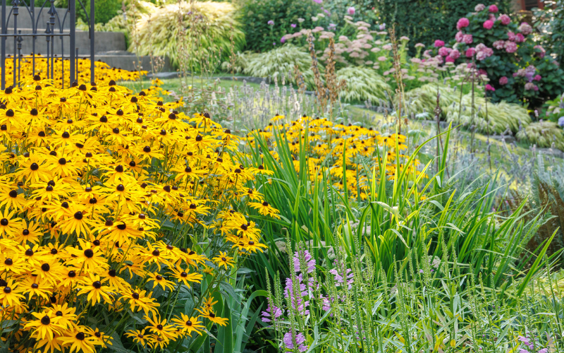 rudbeckia in garden bed