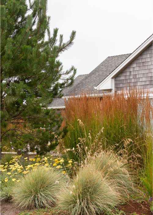 ornamental grasses in garden bed in front of house