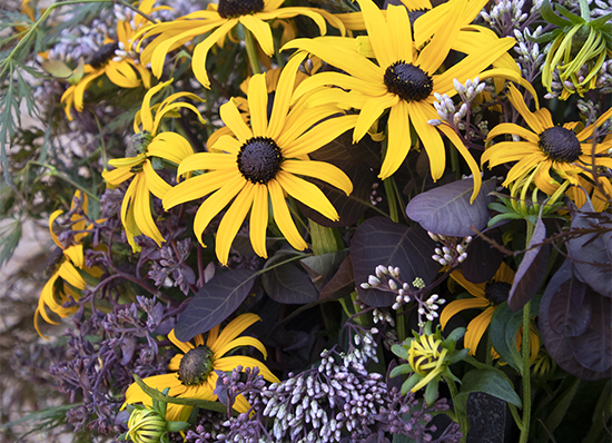 yellow black eyed susans and purple sedum in cut flower arrangement