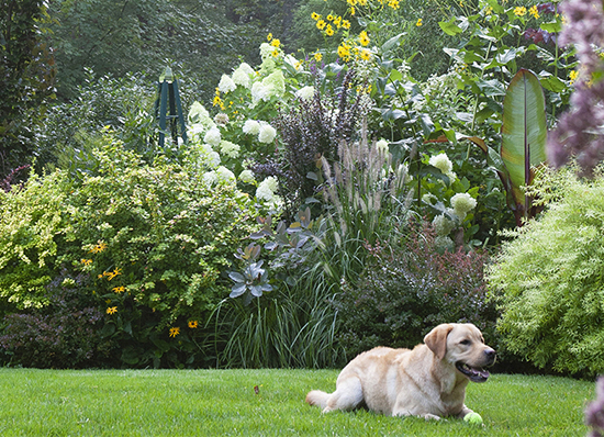 yellow lab sitting on grass in front of lush landcape