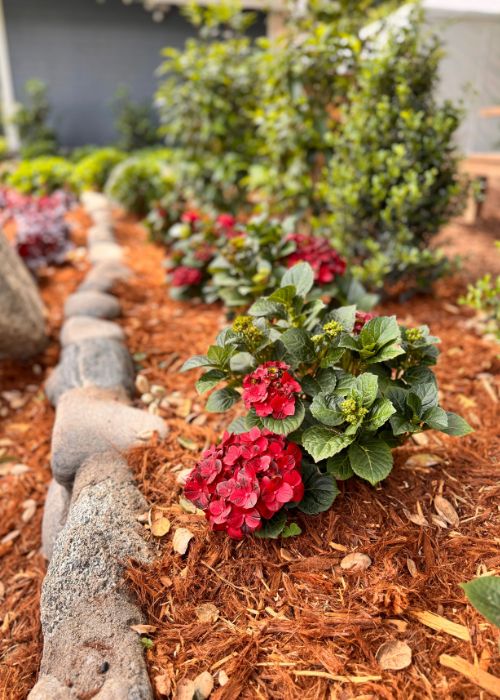 red hydrangea flowers in landscape