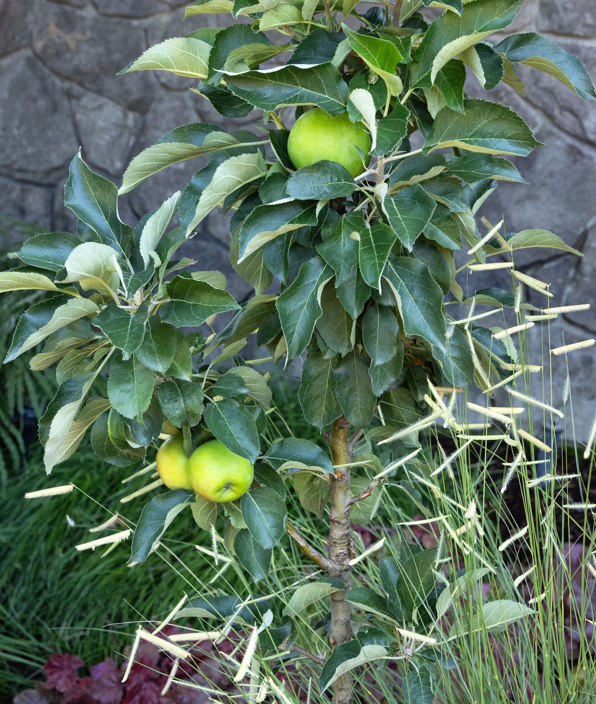 green apples on small apple tree