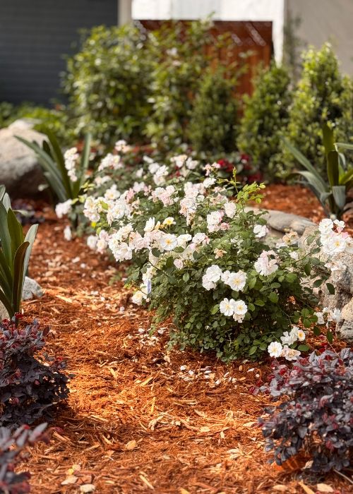white roses in landscape